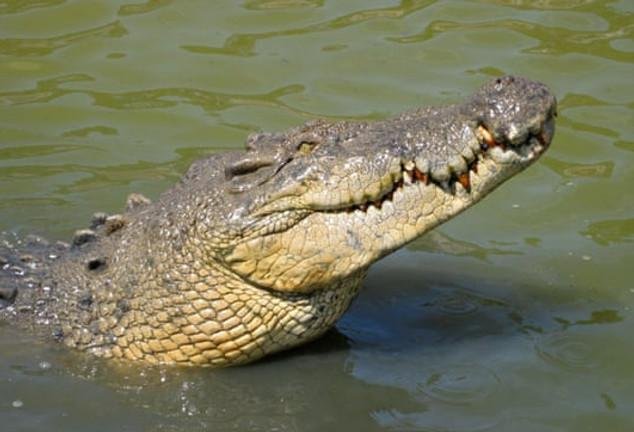 Gharial & Crocodile