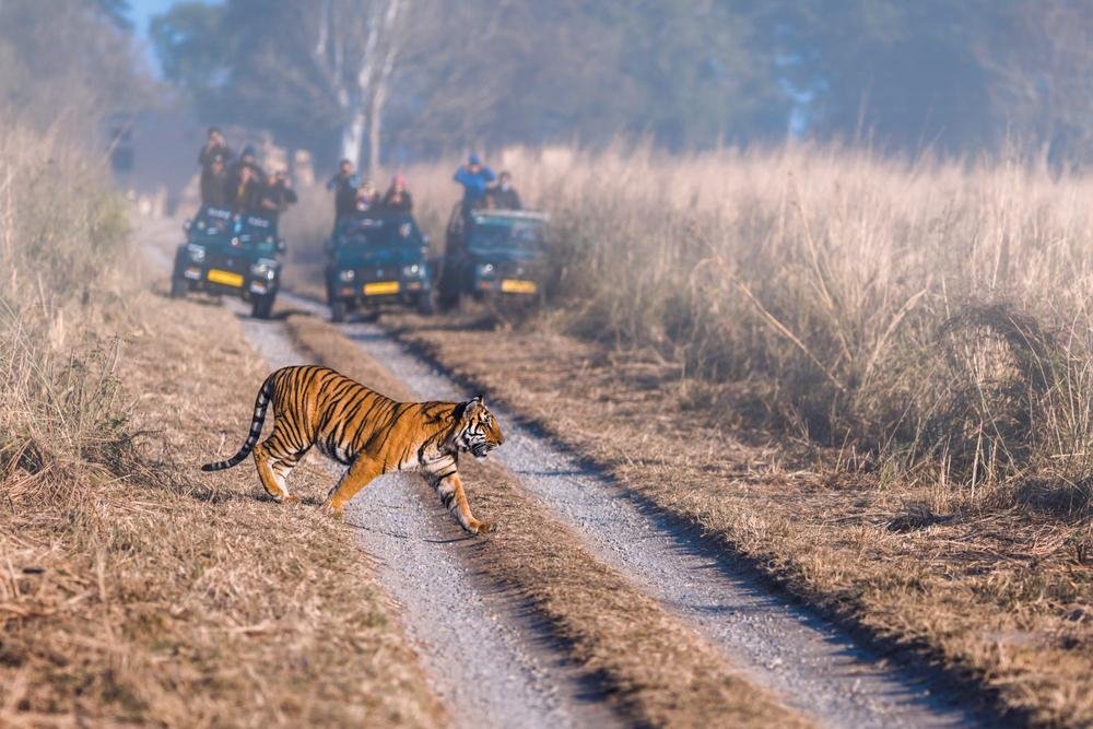 Jim Corbett Day Visit